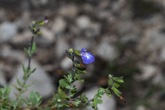 Salvia thymoides