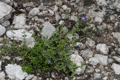 Salvia thymoides
