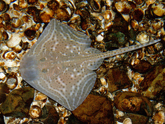 Painted Ray photo 2