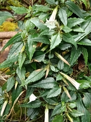 Tripterospermum luzonense