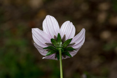 Cosmos diversifolius
