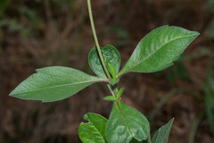 Cosmos diversifolius