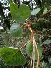 Actinidia setosa