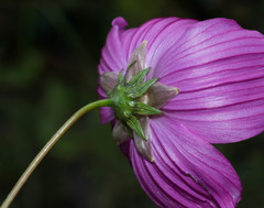 Cosmos crithmifolius