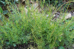 Cosmos crithmifolius