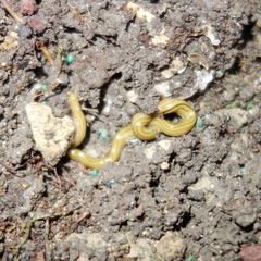 Diversibipalium multilineatum