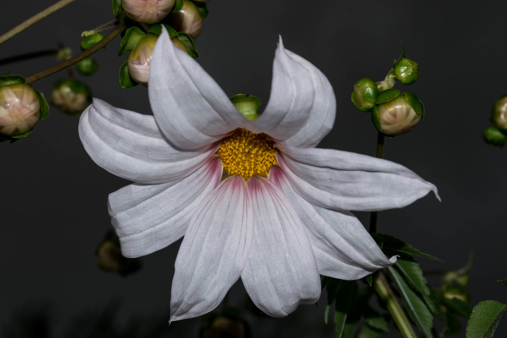 Dahlia campanulata