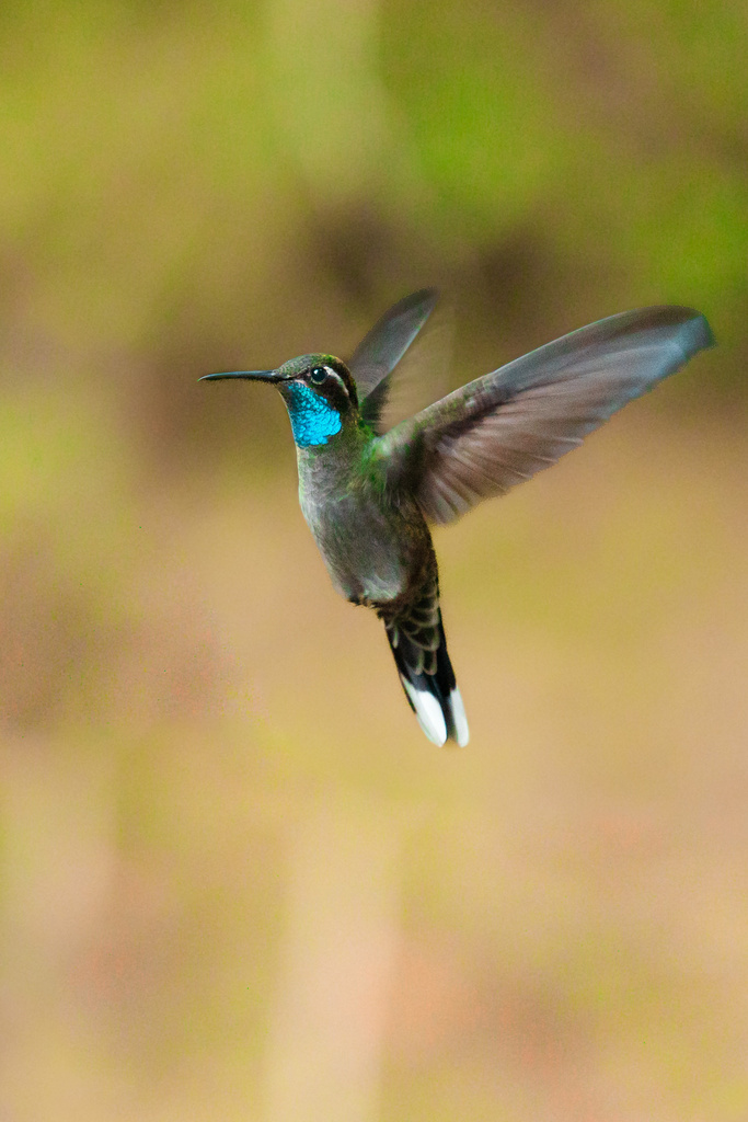 Blue-throated Mountain-gem (Lampornis clemenciae) photo