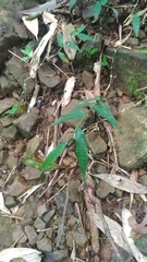 Oplismenus compositus