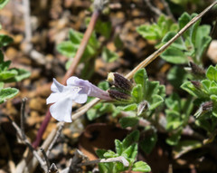 Salvia axillaris