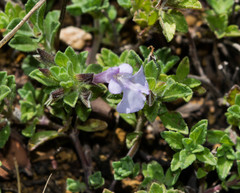 Salvia axillaris