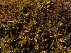 Coprosma perpusilla perpusilla