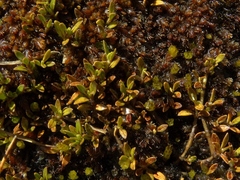 Coprosma perpusilla perpusilla