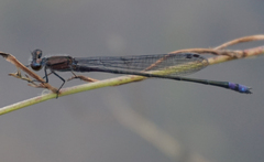 Enallagma novaehispaniae