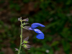 Salvia vitifolia