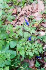 Salvia vitifolia