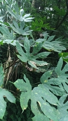 Fatsia