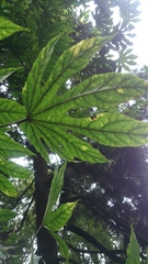 Fatsia polycarpa