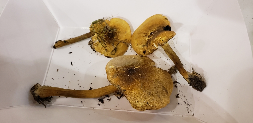 Hygrophoropsis sp. 'PNW03'