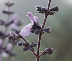 Salvia melissodora