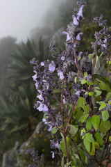 Salvia melissodora