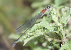 Enallagma novaehispaniae
