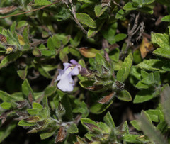 Salvia axillaris