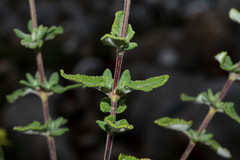 Salvia oaxacana