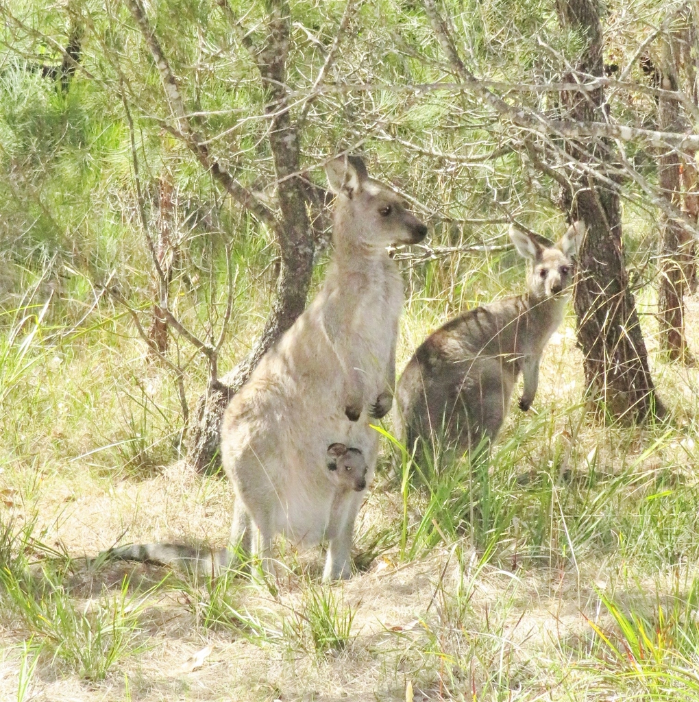 Eastern Grey Kangaroo from Wallaga Lake NSW 2546, Australia on April 02 ...