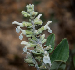 Salvia candicans
