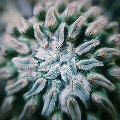 Pelecyphora aselliformis