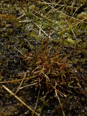 Juncus antarcticus