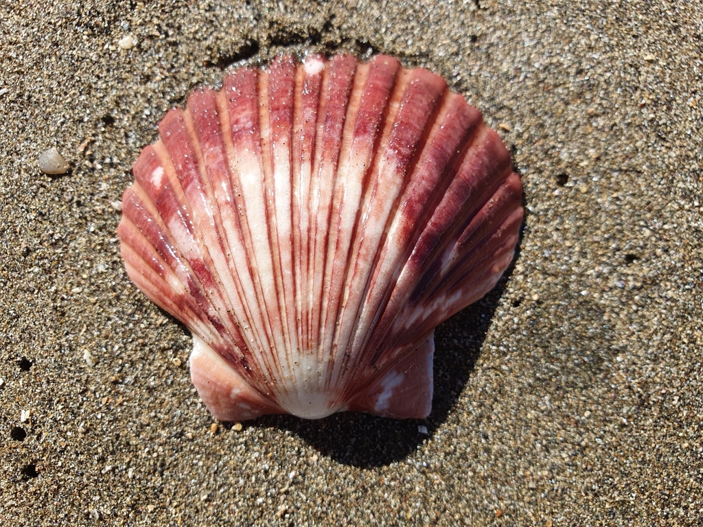 New Zealand Scallop from Auckland 1010, New Zealand on March 25, 2023