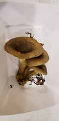 Hygrophoropsis rufa