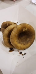 Hygrophoropsis rufa