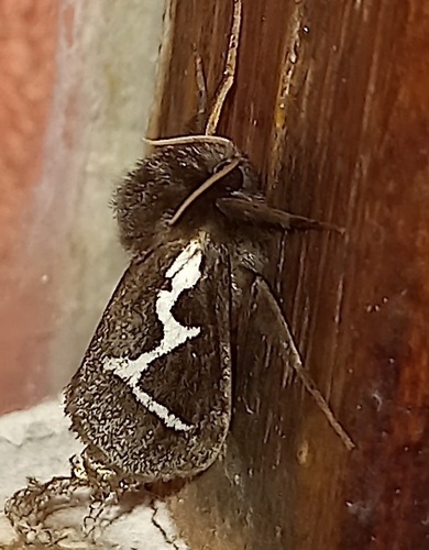 Eudalaca crudeni