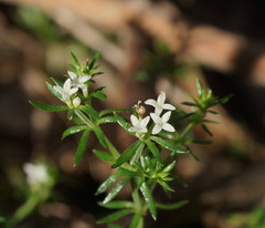 Asperula conferta