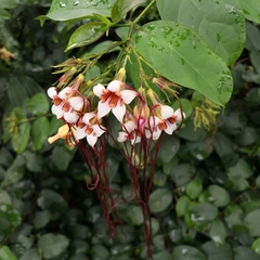 Strophanthus preussii