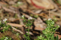 Asperula conferta