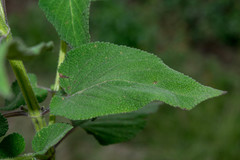 Salvia ozolotepecensis