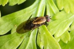 Allophylopsis