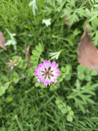Chinese Milkvetch