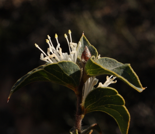Hakea smilacifolia