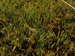 Oreobolus pectinatus