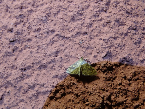 Anania verbascalis