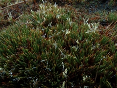 Oreobolus pectinatus