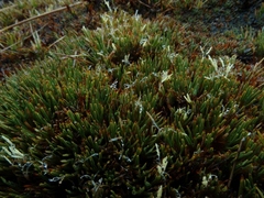 Oreobolus pectinatus