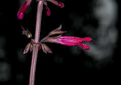 Salvia punicans