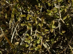 Coprosma crenulata
