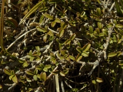 Coprosma crenulata